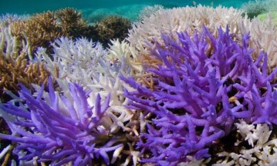 Coral coloured neon purple beside white bleached coral.