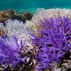 Coral coloured neon purple beside white bleached coral.