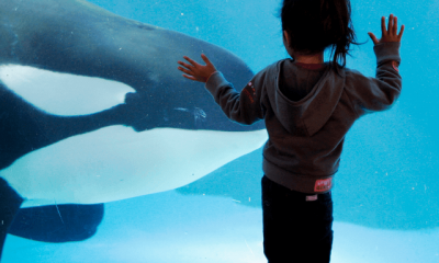 In this Nov. 30, 2006, file photo, a young girl watches through the glass as a killer whale passes by while swimming in a display tank at SeaWorld in San Diego. SeaWorld San Diego is ending its controversial and long-running killer whale show. The show that featured orcas cavorting with …
