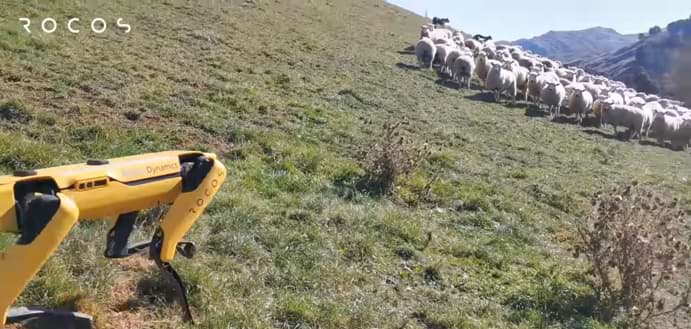 Spot robot dog pronto podría estar cuidando granjas y pastoreando ovejas