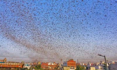 Swarms of locust attack in the residential areas of Jaipur, Rajasthan, Monday, May 25, 2020.
