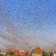 Swarms of locust attack in the residential areas of Jaipur, Rajasthan, Monday, May 25, 2020.