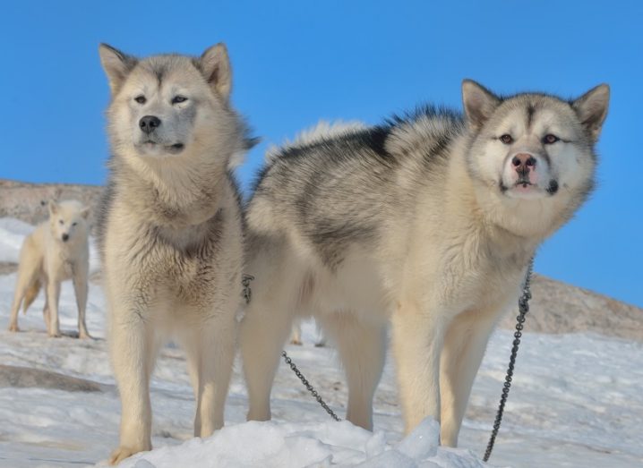 Pack of Greenland sled dogs on snow against a blue sky background.