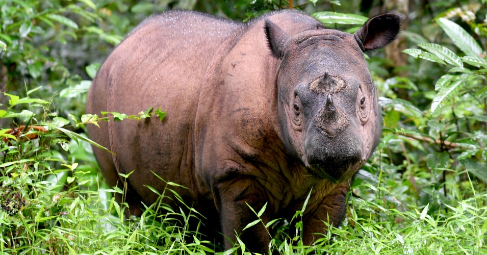 Andatu, a Sumatran rhino, one of the rarest large mammals on earth, is seen at the Rhino Sanctuary at Way Kambas National Park in eastern Sumatra November 8, 2016.