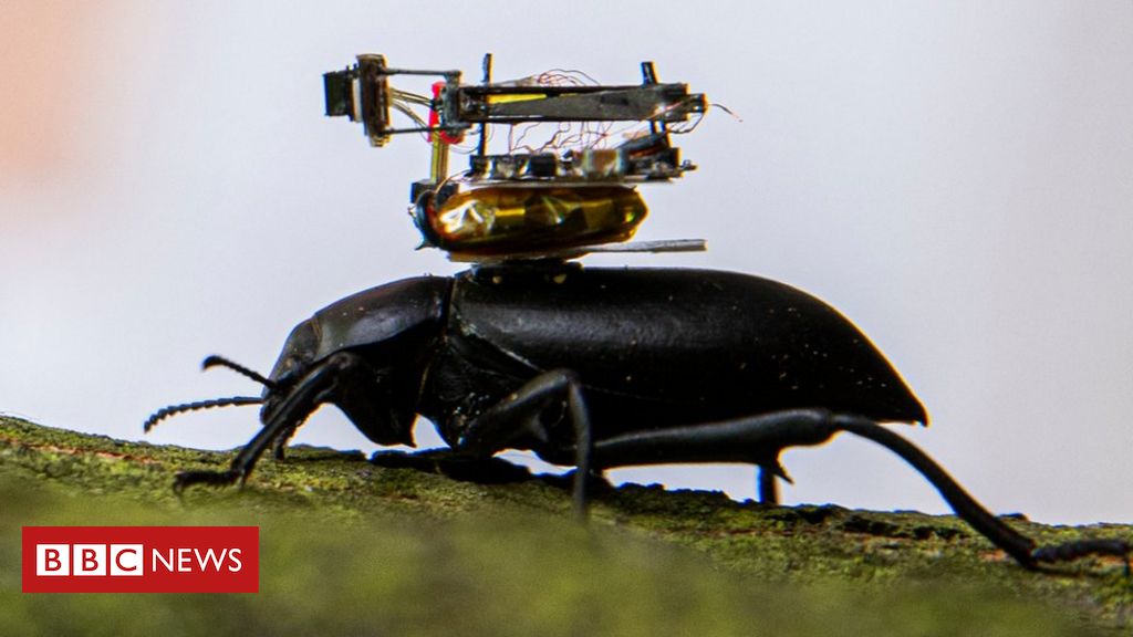 Beetle-mounted camera streams insect adventures