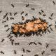 Feeling antsy? Join the club. Nearly 2 million people on Facebook are pretending to be ants.