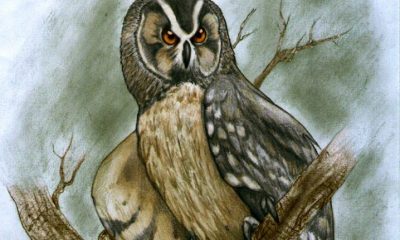 Illustration of the ancient owl sitting on top of a tree stump.