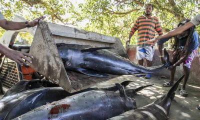 Aumentan las muertes de delfines misteriosos de Mauricio