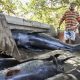 Aumentan las muertes de delfines misteriosos de Mauricio