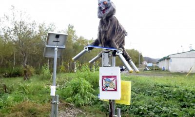 Ciudad japonesa despliega robots 'Monster Wolf' para disuadir a los osos salvajes