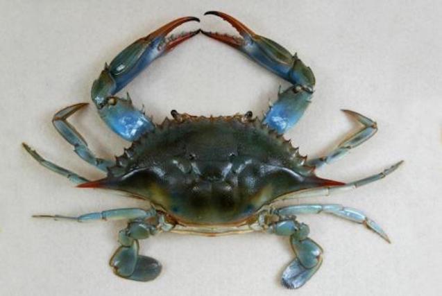 Blue crab.